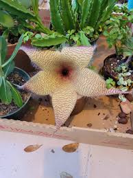 Image result for Stapelia gigantea