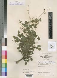 Image result for Vigna hosei