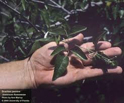 Image result for Jasminum fluminense