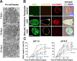 #personal #pru14 #pkr #ge14malaysia #talk about a comeback #and we have doctors both as the prime minister and deputy prime minister what a bless #the first this is a win with many firsts: A Novel In Vitro Model For Mature Toxoplasma Gondii Bradyzoites Reveals Their Metabolome And A Diminished Role Of The Mitochondrial Tricarboxylic Acid Cycle Biorxiv