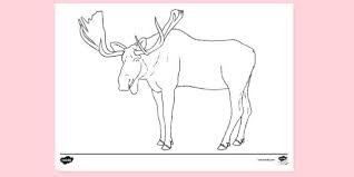 Discover our coloring pages of mouses to print and color for free ! Free Moose Colouring Colouring Sheets Teacher Made