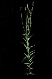 Image result for Buchnera affinis