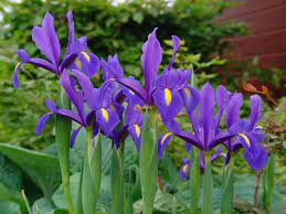 Blue Iris Iris Hollandica Blue Magic Iris Hollandica Blue Magic Mygarden Spring Flowering Bulbs Trees To Plant Iris Flowers