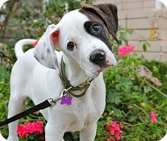 Black And White Boxer Puppies For Sale In California Tebow Adopted Puppy Los Angeles Ca Boxer Great Dane Mix Great Dane Mix Great Dane Puppy Puppies