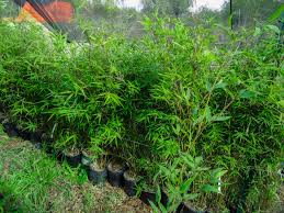 Image result for Bambusa