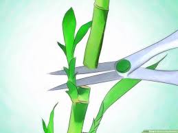 Generally, if your lucky bamboo stem turns yellow it's a sign that there's something wrong about the water you use for your plant. 3 Ways To Grow Lucky Bamboo Wikihow