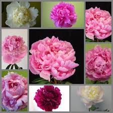 See more ideas about wholesale flowers online, wholesale flowers, flowers. Firenze Flora Trading Llc Fresh Flowers Wholesale On Twitter Buy Wholesale Flowers Beautiful Paeonies From Dutch Are In Good Season Paeony Freshflowers Flowerwholesale Flowerswholesaledubai Cymbidiums Flowerimportersdubai Call Us To Enquire