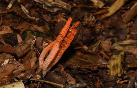 Image result for Pseudocolus schellenbergiae