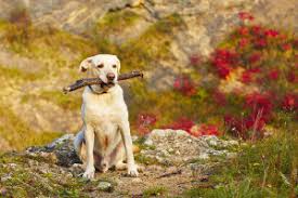 They are wonderfully friendly and kind here. Perkins Road Veterinary Hospital Ear Flushing Perkins Road Veterinary Hospital