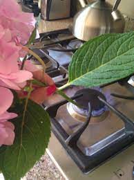 Sweetwater Style No More Droopy Hydrangeas Planting Hydrangeas Hydrangea Flower Arrangements