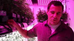 Cob led grow lights are new and rising in popularity among indoor growers. Best Cob Led Grow Lights Full Guide Top 7 Reviewed 2021