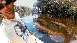 Image result for Alafia caudata