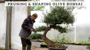 Check spelling or type a new query. Pruning Shaping An Olive Youtube