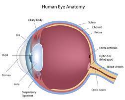 The retina & vitreous specialists at northwest eye surgeons can diagnose and work out a treatment plan to help maintain your vision for life. Retina Diseases Diagnosis Treatment Boston Eye Group