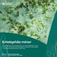 Image result for Halophila minor