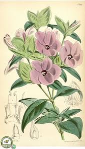 Image result for Barleria megalosiphon