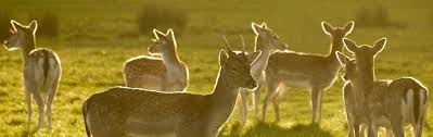 Did Noah Bring Seven Or Fourteen Clean Animals Onto The Ark Animals Ark Types Of Animals