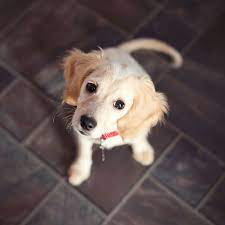 Maybe you would like to learn more about one of these? Everything You Need To Know About Adopting A Rescue Dog The Strategist