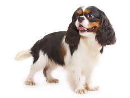 Acheter un chien de race cavalier king charles spaniel près de chez vous. Cavalier King Charles Spaniel Caractere Et Education Sante Et Entretien Prix