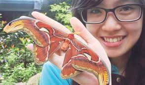 Ekor walet menggunakan wortel, pasli, dill dan adas sebagai makanan larva; Fantasi Si Rama Rama Harian Metro