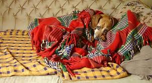 kakaya normalnaya temperatura u sobak kak ponyat chto u sobaki temperatura