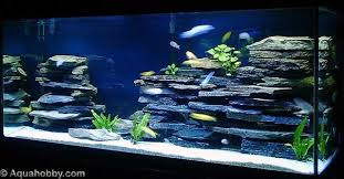 Fish Tank Of January 08 At The Age Of Aquariums Tropical Fish Cichlid Aquarium Amazing Aquariums Aquarium Fish Tank
