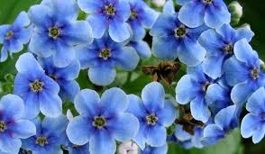 We did not find results for: Google Image Result For Http Www Mooseyscountrygarden Com New Zealand Native Blue Flowers Garden Flowers Chatham Islands