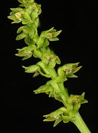 Image result for Bulbophyllum josephi