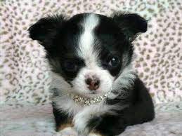 We will be happy to answer any all questions you might have. Chihuahua Puppies In Michigan