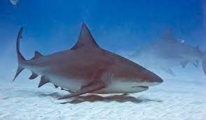 Maybe you would like to learn more about one of these? Tiburones Depredadores O Victimas Periodistas En Espanol