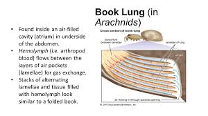 Comparative Respiratory Systems Ppt Video Online Download
