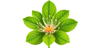 Image result for Adenostemma