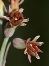 Image result for Tulbaghia cameronii