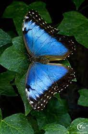 Pin De Iliana Borisova En Nature S Art Butterflies Spiders Insects Mariposas De Colores Mariposa Azul Mariposas Lindas