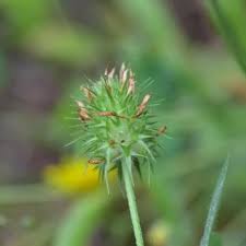 Image result for Trifolium squarrosum