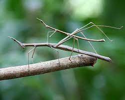 Maybe you would like to learn more about one of these? Stick Insects Could You Spot One 8 Pics Animal S Look Stick Insect Insects Stick