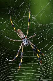 Black And Yellow Striped Spider Uk Golden Silk Orb Weaver Spider Fairchild Tropical Botanic Garden Spider Fairchild Tropical Botanic Garden Garden Spider