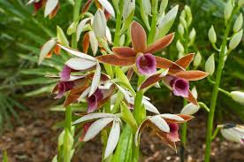 Image result for Phaius
