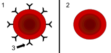 Rh Blood Group System Wikipedia