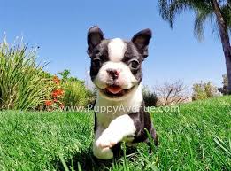 Find the perfect puppy for you! Boston Terrier Puppies For Sale California Page 9