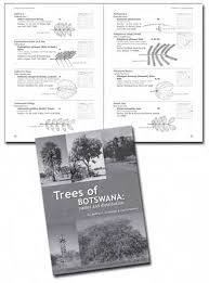 Image result for Savannosiphon euryphyllus