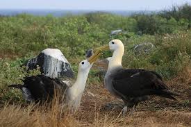 Meet the Waved Albatross - Quark Expeditions