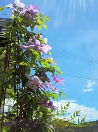 クレマチスの画像 by mioさん 花自慢と宿根草花壇とナチュラルスタイルとガーデニングとクレマチスコンテストと咲いた 2016月6月2日 みどりでつながる greensnap クレマチス 花壇 ガーデニング