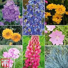 As an added bonus, the flower spires are fragrant and the plant is deer resistant. Tall Perennials Thompson Morgan