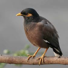 Daftar lengkap harga burung di indonesia yang selalu ter update mengikuti harga burung terbaru mulai dari harga kacer, harga murai dan harga burung lain. Daftar Harga Burung Jalak Nias Terbaru September 2020