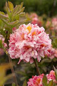 Sunset Pink Azalea Pink Azaleas Azaleas Showy Flowers