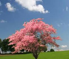 5 Flowering Pink Dogwood Cornus Tree Seeds Etsy Fast Growing Trees Dogwood Trees Pink Dogwood