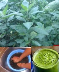 Image result for Vernonia thomsoniana