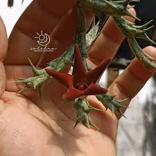 Image result for Orbea umbracula