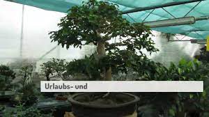 Unser bonsaigarten hannover liegt gut erreichbar zwischen. Bonsaigarten Hannover Yamadori Hannover Japanische Garten Hannover Youtube